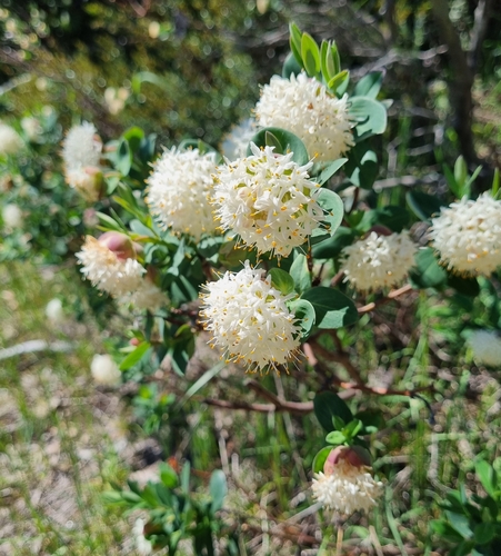 Pimelea ligustrina, photograph 6
