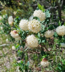 Pimelea ligustrina, photograph (c) Jane Canaway, some rights reserved (CC BY)