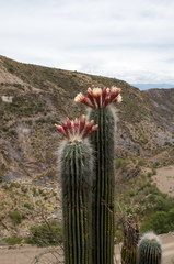 Trichocereus bertramianus