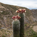 Trichocereus bertramianus - Photo (c) Martin Lowry, some rights reserved (CC BY-NC), uploaded by Martin Lowry