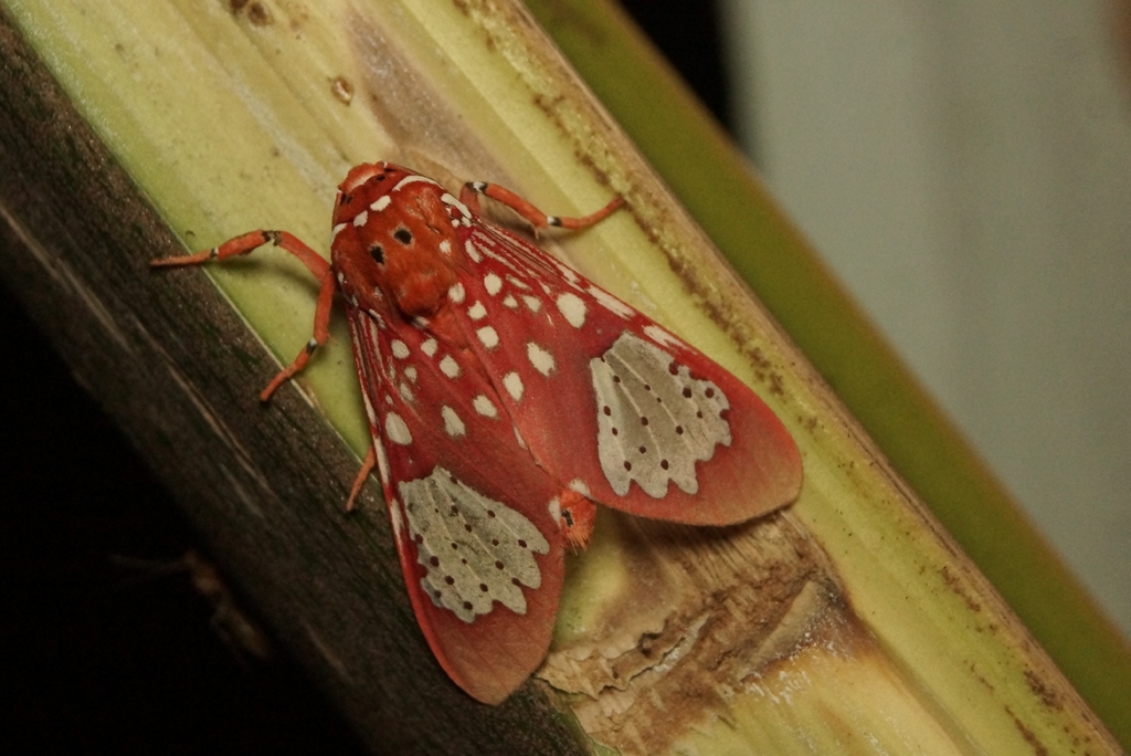 Rhipha mathildae