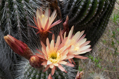 Trichocereus bertramianus