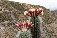 Trichocereus bertramianus