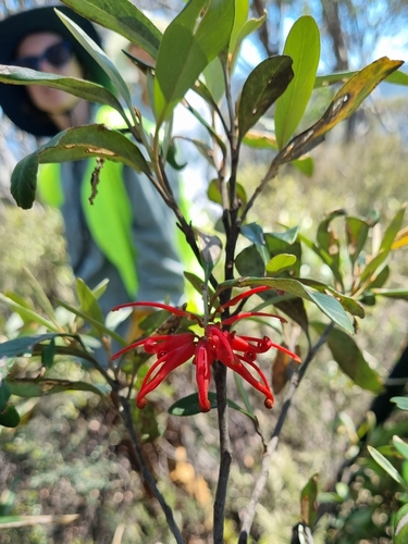 royal grevillea (Grevillea victoriae)