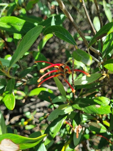Grevillea victoriae, photograph 2