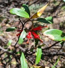 Grevillea victoriae, photograph (c) Jane Canaway, some rights reserved (CC BY)
