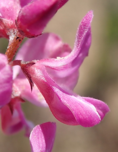 Indigofera karooica MS (Indigofera karooica)