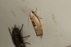 Tymbophora peltastis