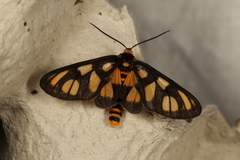 Amata trigonophora