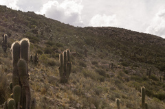 Trichocereus bertramianus