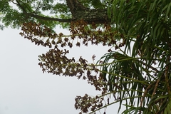 Grammatophyllum speciosum