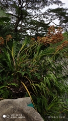 Grammatophyllum speciosum