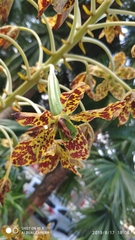 Grammatophyllum speciosum