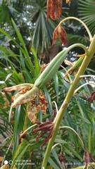 Grammatophyllum speciosum