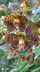 Grammatophyllum speciosum