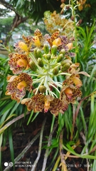 Grammatophyllum speciosum