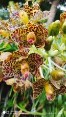 Grammatophyllum speciosum