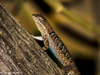 Black-tailed Brush Lizard - Photo (c) Gerardo Marrón, some rights reserved (CC BY-NC), uploaded by Gerardo Marrón