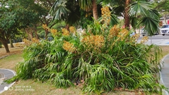 Grammatophyllum speciosum