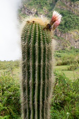 Trichocereus bertramianus