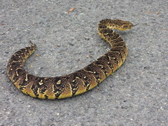 Bitis arietans arietans