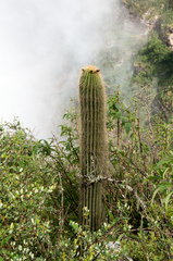 Trichocereus bertramianus