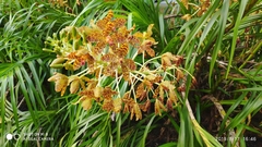 Grammatophyllum speciosum