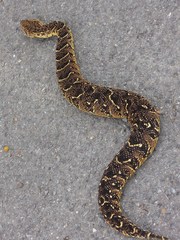 Bitis arietans arietans