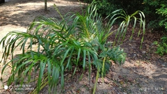 Grammatophyllum speciosum