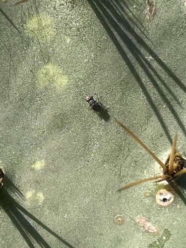 Unknown species found near Hidalgo County, US-TX, US