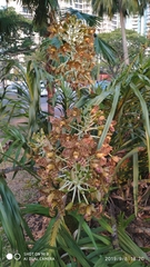 Grammatophyllum speciosum