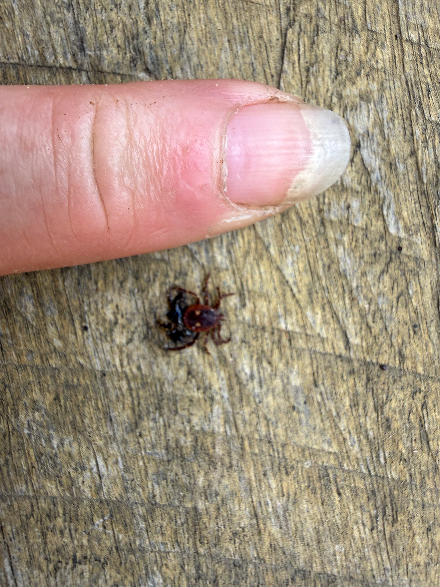 Amblyomma triguttatum Koch, 1844