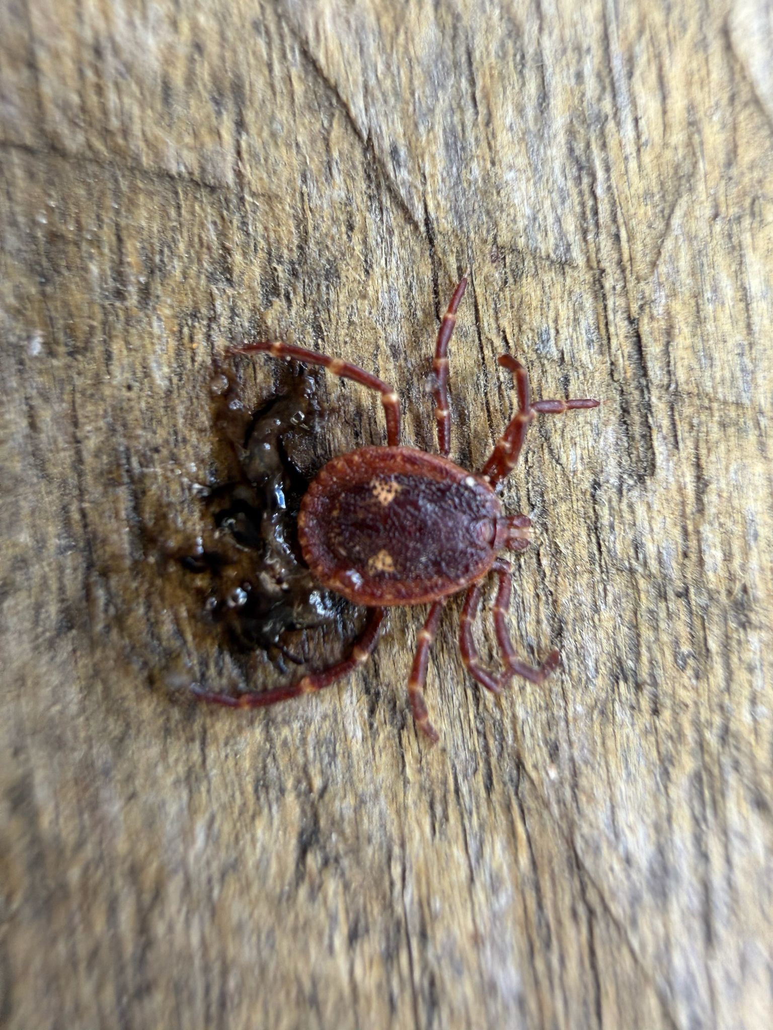 Amblyomma triguttatum Koch, 1844