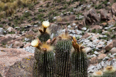 Trichocereus bertramianus