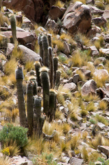 Trichocereus bertramianus