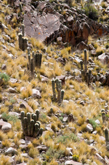 Trichocereus bertramianus