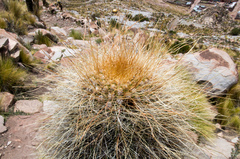 Trichocereus bertramianus