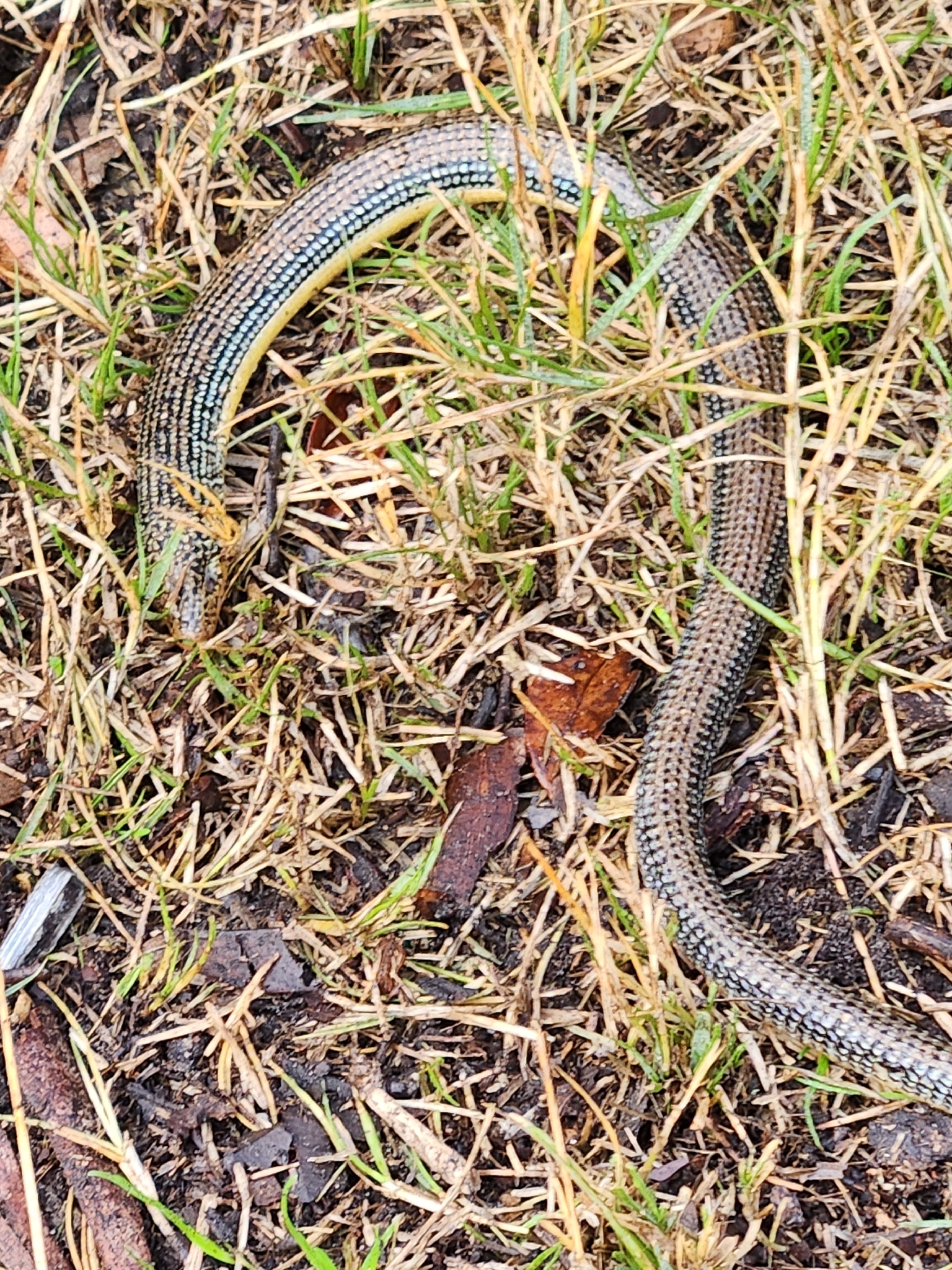 Ophisaurus ventralis (Linnaeus, 1766)