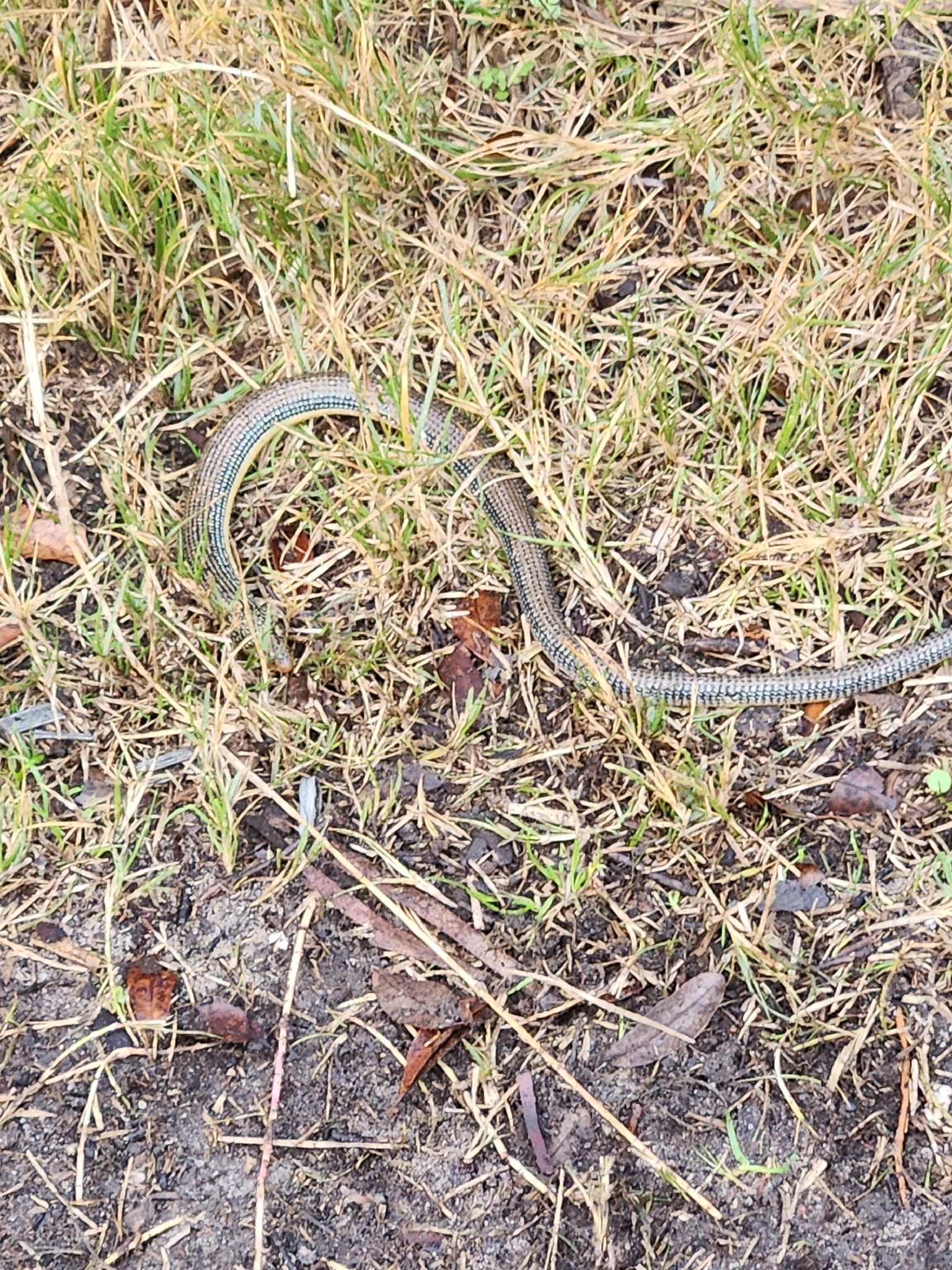 Ophisaurus ventralis (Linnaeus, 1766)