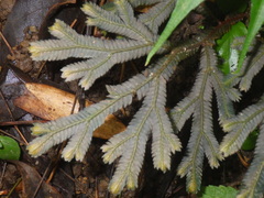 Selaginella intermedia