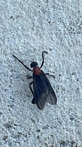 Unknown species found near Beals Creek St, Conroe, TX, US
