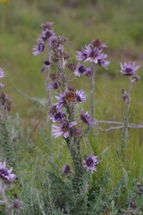 Berkheya purpurea