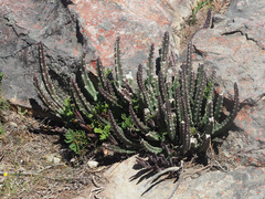 Stapelia cedrimontana