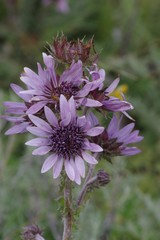 Berkheya purpurea