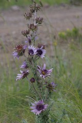 Berkheya purpurea