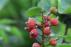 Alpinia koshunensis