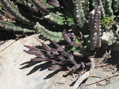 Stapelia cedrimontana