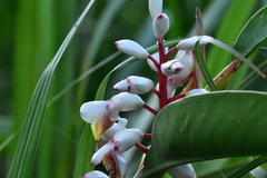 Alpinia koshunensis