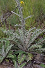 Berkheya purpurea