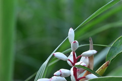 Alpinia koshunensis